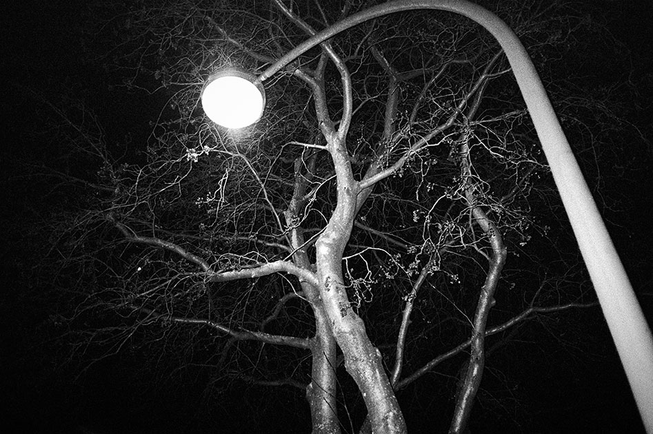 Baum, Laterne, Nacht, analog, analogfotografie, analogphotography, Kodak Tmax400, sw, bw